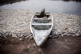 مرگ 2 میلیون ماهی در سد فشافویه